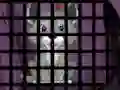 Spel Trapped Wolf Rescue online