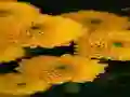 Spel Chrysanthemums Jigsaw online