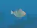 Spel Fish Companions online