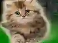 Spel Couple Kitten Escape online