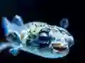 Spel Puffer Fish Jigsaw online