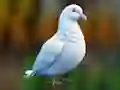 Spel Realistic Pigeon Rescue online