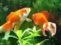 Spel Blue Fish Escape online
