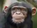 Spel Chimpanzee Jigsaw online