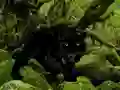 Spel Escape from Black Panther Forest online