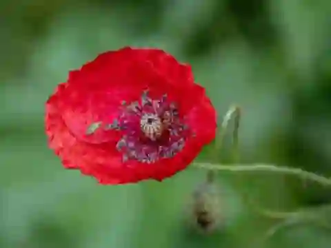 Spel Poppy Nature Flower Jigsaw online