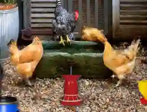 Spel Poultry Farm Easter Escape online