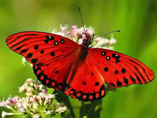 Spel Nature Jigsaw Puzzle Butterfly online