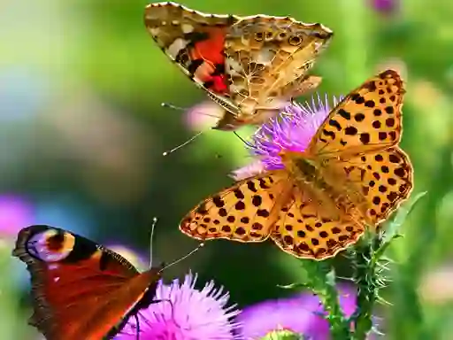 Spel Butterfly Slide online