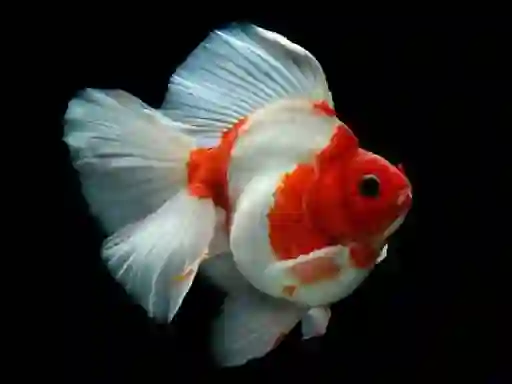 Spel Gold Fish Jigsaw Puzzle online