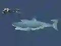 Spel Mad Shark online