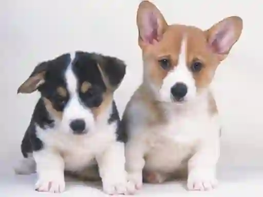 Spel Cute Puppies Puzzle online