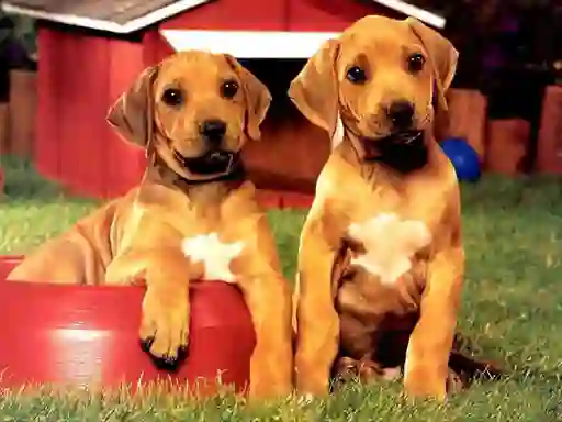 Spel Puppy Pairs Puzzle online