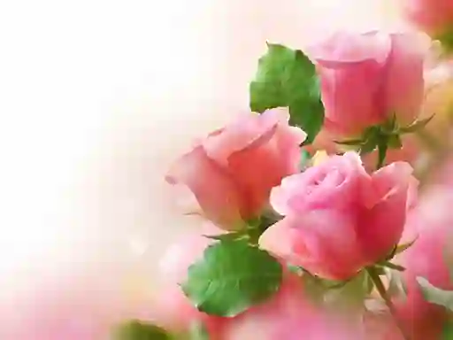 Spel Pink Roses online