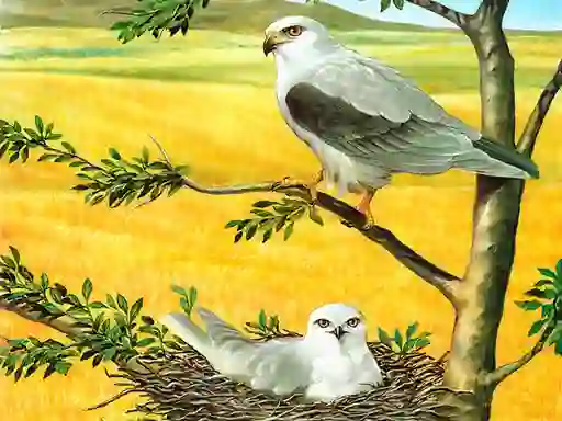 Spel Birds Of Prey Puzzle online
