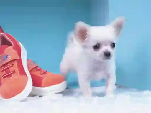 Spel Lovely Puppy Puzzle online