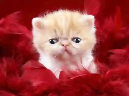 Spel Funny Kitty online