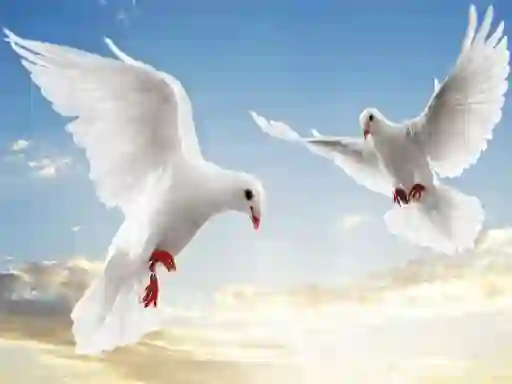 Spel Flying Birds online