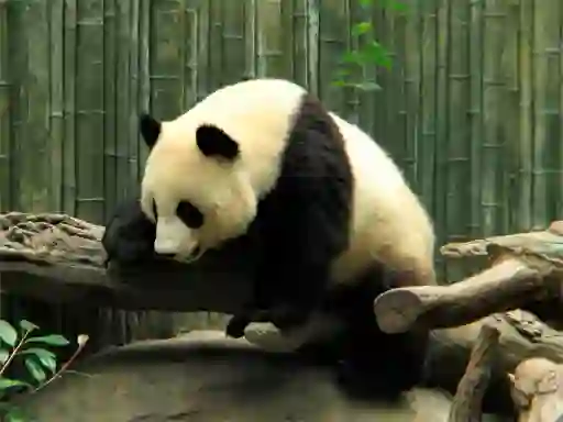 Spel Pandas Puzzle online