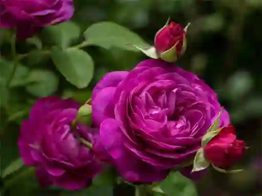 Spel Purple Roses online