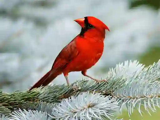 Spel Birds Puzzle online