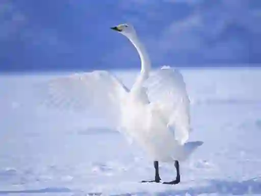 Spel Graceful Swans online