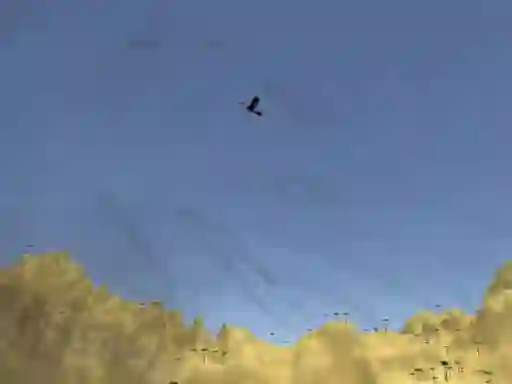 Spel Toucan Shooter online