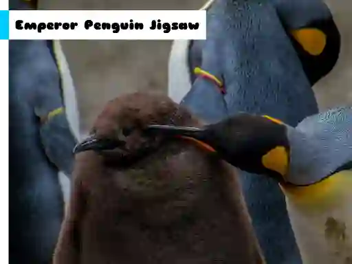 Spel Emperor Penguin Jigsaw online