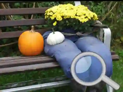 Spel Autumn Garden Find 100 butterflies online