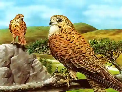 Spel Birds of Prey Slide online