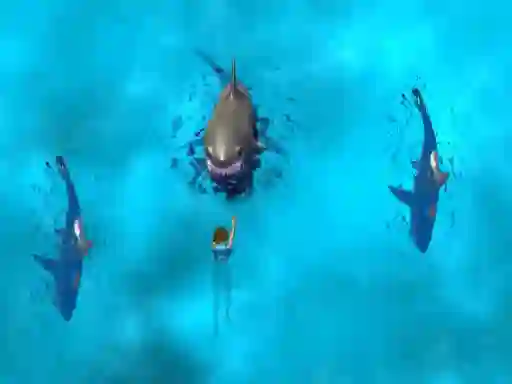 Spel Avoid the Sharks online