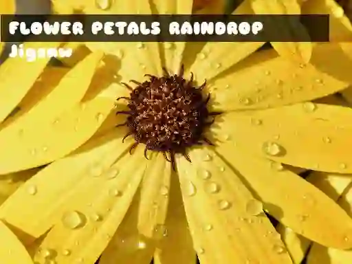 Spel Flower Petals Raindrop Jigsaw online