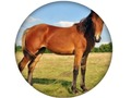 Spel Animal Quiz online