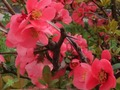 Spel Lentebloemen: verborgen voorwerpen  online