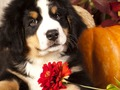 Spel Puzzel foto's toevoeging feiten online