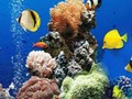 Spel Onderwaterverschil onderwater  online