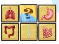 Spel Scanner voor menselijke organen  online