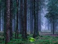 Spel Mystieke zonsondergang in het bos  online
