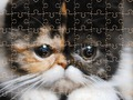 Spel Exotische kattenpuzzel online