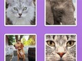 Spel Beeldschuifdieren  online