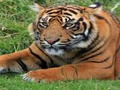 Spel Dierentuintrivia online
