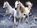 Spel Paarden  online