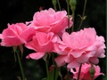 Spel Roze rozen  online