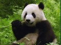 Spel Panda's Puzzel  online