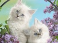 Spel Grappige Kitty  online
