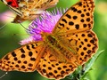 Spel Vlinder dia  online