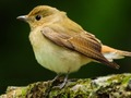 Spel Lieve vogels online