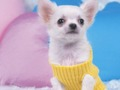 Spel Mooie puppy puzzel  online