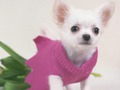 Spel Schattige puppy's puzzel  online