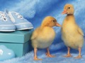 Spel Lovelable Little Creatures Puzzle online